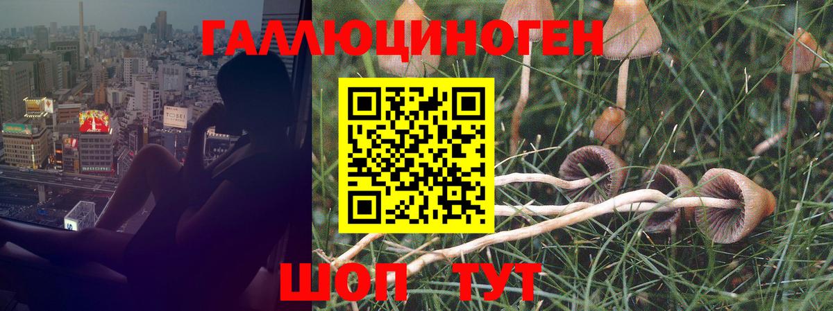 Щёкино  Галлюциногенные грибы GOLDEN TEACHER  Вход с VPN  Псилоцибиновые грибы Psilocybe 